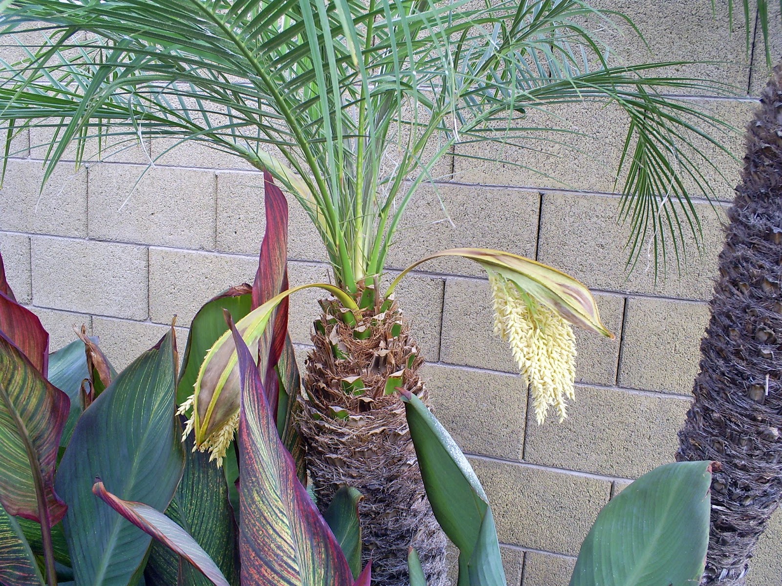 Brad's Tropical Paradise Pods on palm tree opening for flowers