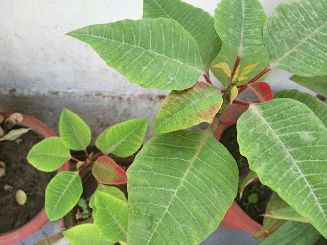 top 28 what makes a poinsettia turn turning poinsettias red again growing a greener world top 28 what makes a poinsettia turn turning poinsettias red again growing a greener world