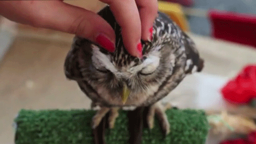owl+petting.gif