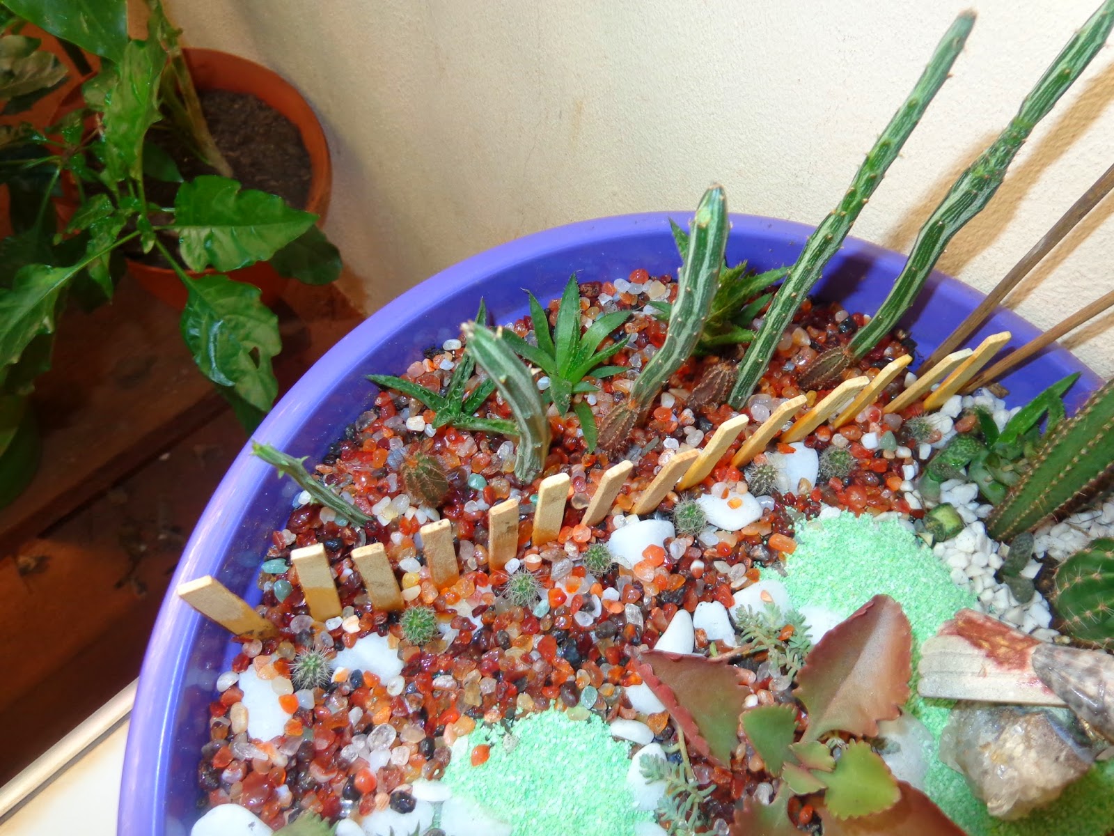 artesanato mini jardim:Esses cactozinhos são bebês que plantei de semente. Quando crescerem artesanato mini jardim:Esses cactozinhos são bebês que plantei de semente. Quando crescerem