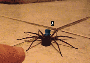 008-funny-gifs-094-spider.gif