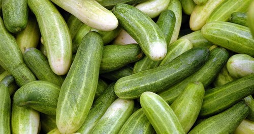 Manfaat Mentimun - The dark anco