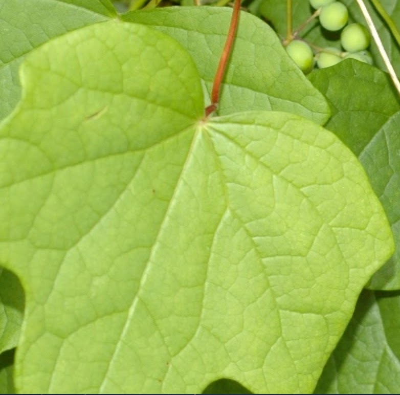 Preserves WIld Grape Jelly