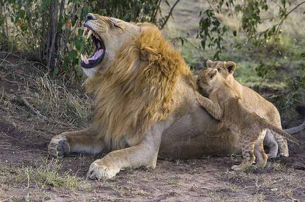كيف يعامل الأسد المفترس أشباله الصغار %C2%A3%C2%A3%C2%A3+Heartwarming+pictures+have+emerged+of+the+moment+a+lion+cub+meets+his+dad+for+the+first+time-4