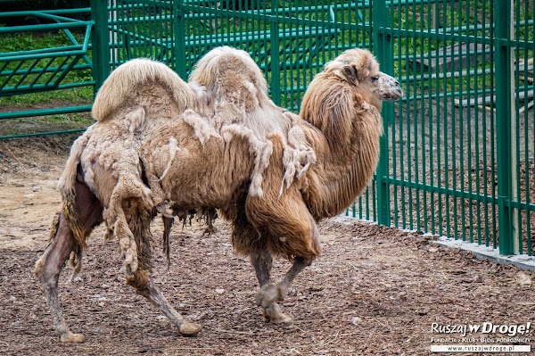 Miłosna - mini zoo dla zwierzaków