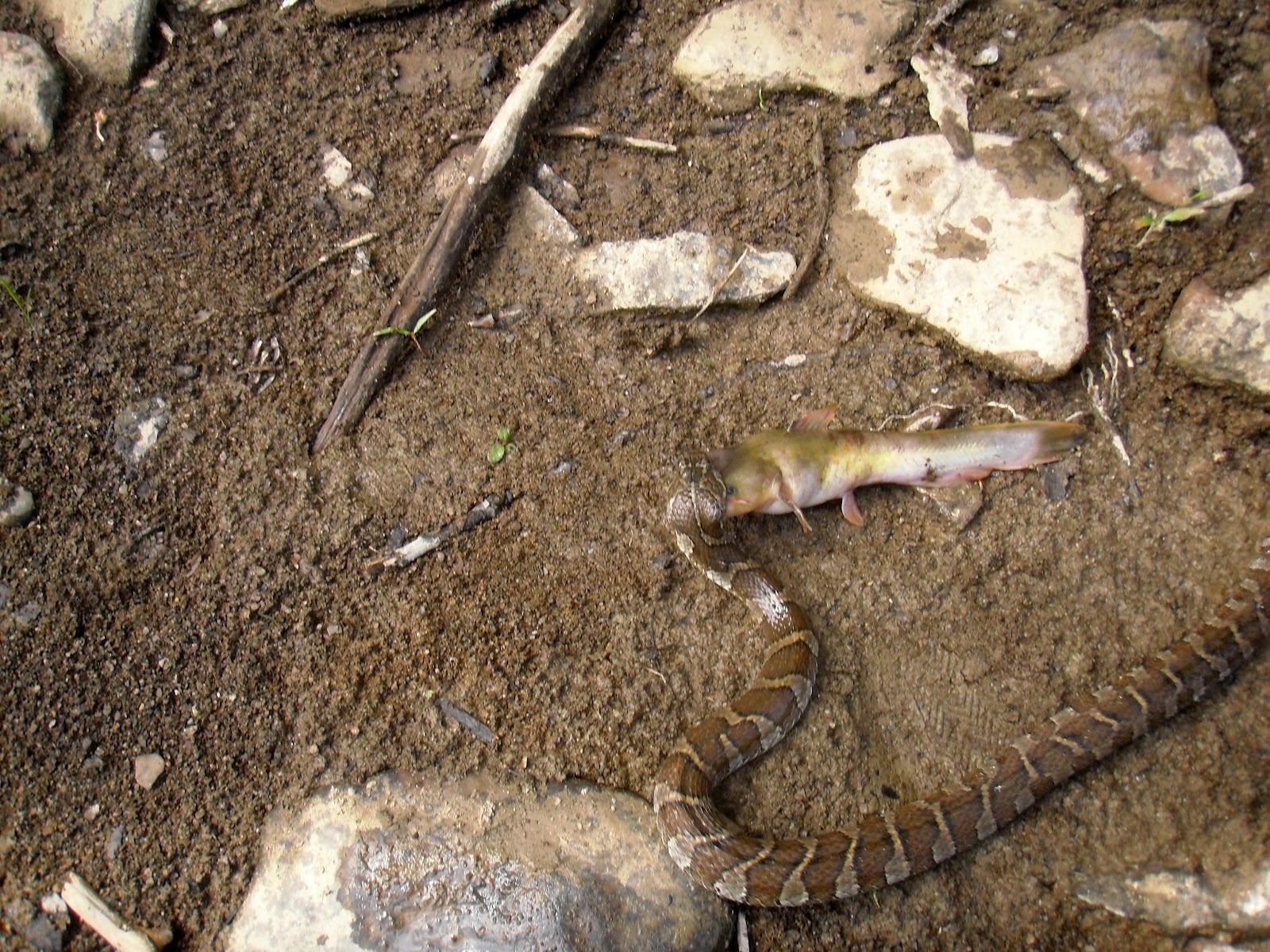 Ohio Fishing Source Snake Eating a Fish