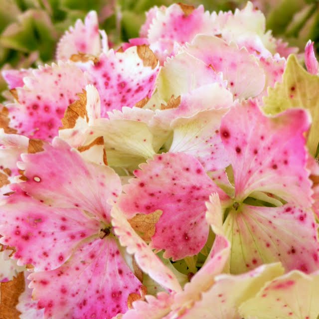 bicocacolors: flores