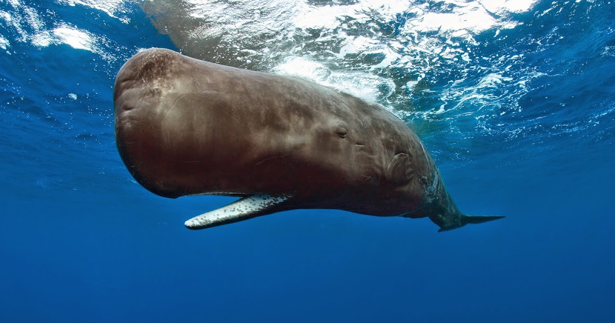 Cachalote (Physeter macrocephalus)