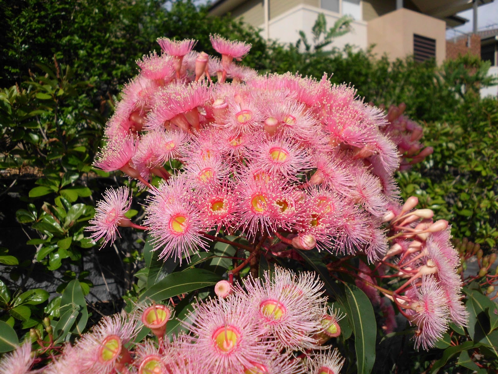 Karen's Korner flowering gum trees