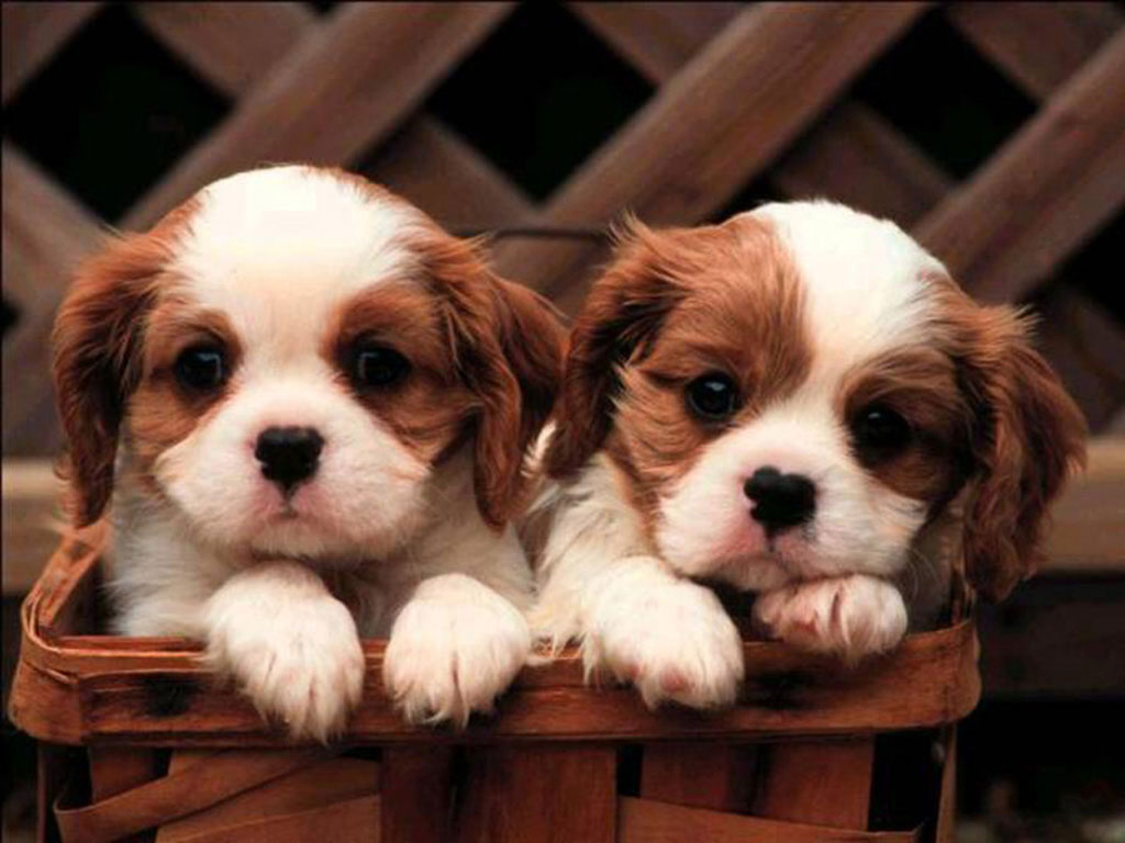 really puppy puppy wallpapers tech tips tech tips really puppy puppy wallpapers tech tips tech tips