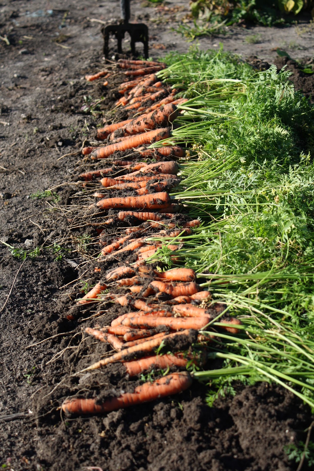 Veggie Delight A Manitoba Garden How We Plant Carrots