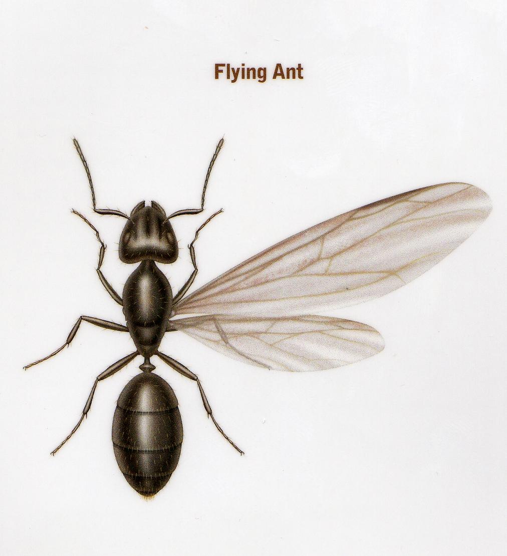 Amy Kukta: Flying Ant Wings