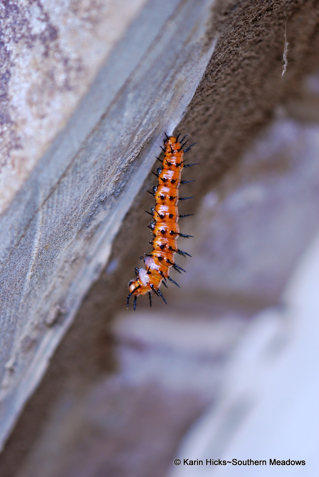 Southern Meadows: The Year of the Fritillaries gulf fritillary caterpillar in "J" begining to form chrysalis