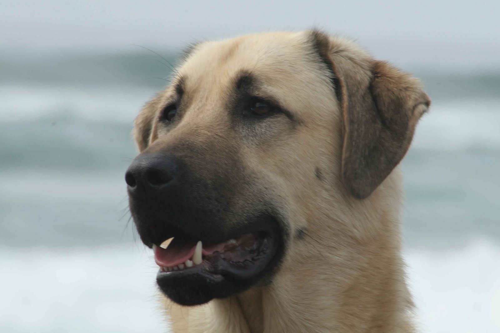 anatolian dogs anatolian shepherd pictures posters news and on your pursuit hobbies anatolian dogs anatolian shepherd pictures posters news and on your pursuit hobbies
