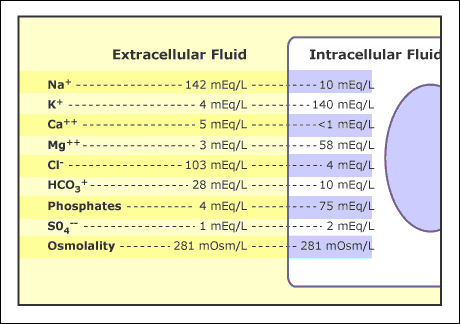 intracellular fluid composition intracellular fluid composition