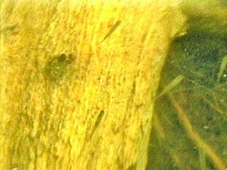 Minnows and Log minnows