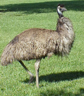 emu pics