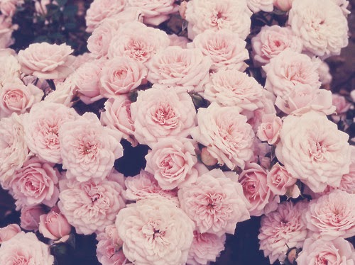 صور ورود راقية ~♡ Flowers,photography,blooms,pastel,pink,pretty-1dbc8cac6268be444d4abd79bbe46a1b_h