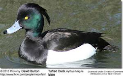 Tufted Duck -