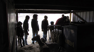 spring creek farm pioneer tn wwoof usa sheep barn winter