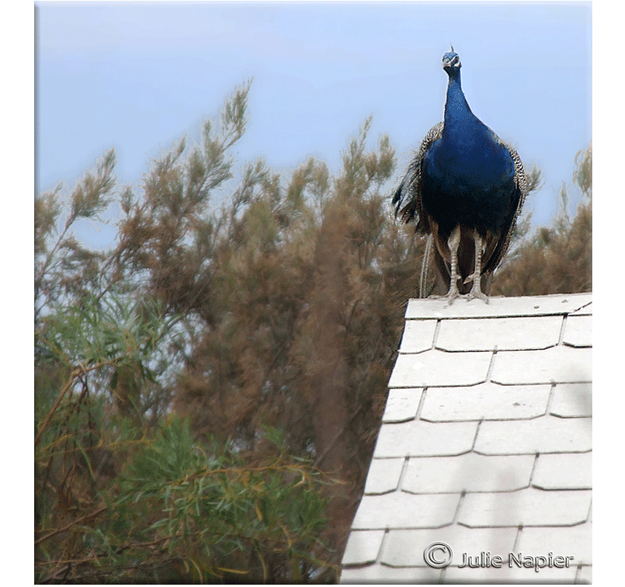 Peacock on a Roof