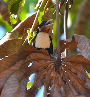Black-Girdled Barbet Female, Capito dayi