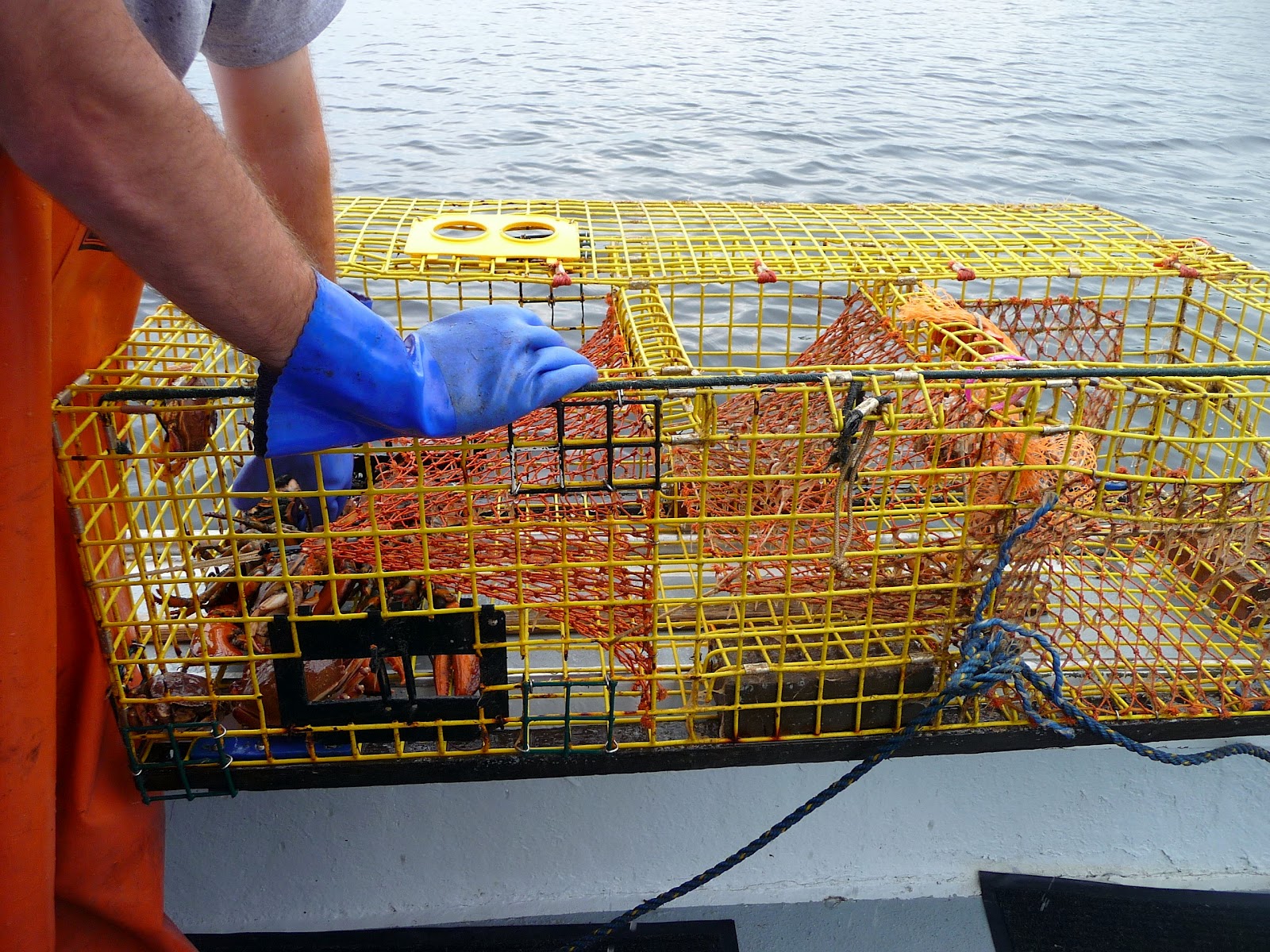 Chef Bolek A Day in the Life of a Lobster Fisherman