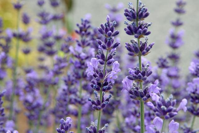 زهور الخزامي English+lavender+flower