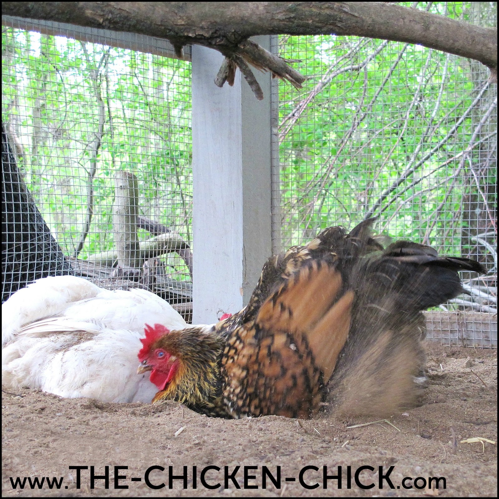 The Cut & Dry Truth about Diatomaceous Earth DE & Chickens The