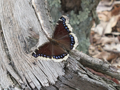 Mourning Cloak, Nymphalis antiopa