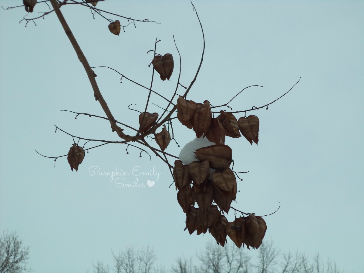 Leaves, tree, and snow.