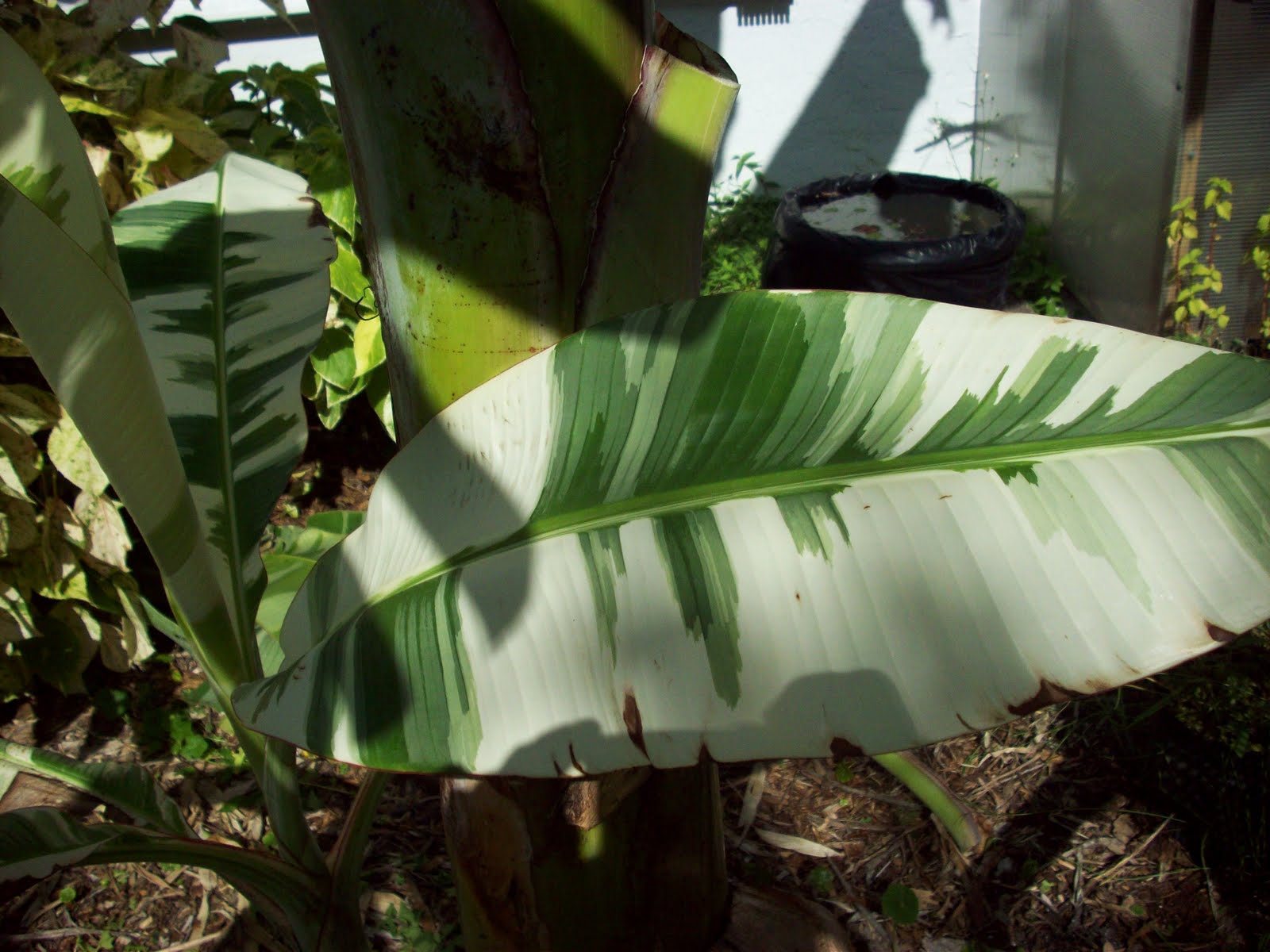 Musa Ae Ae