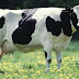 Kenapa Orang India Tak Makan Daging Lembu?