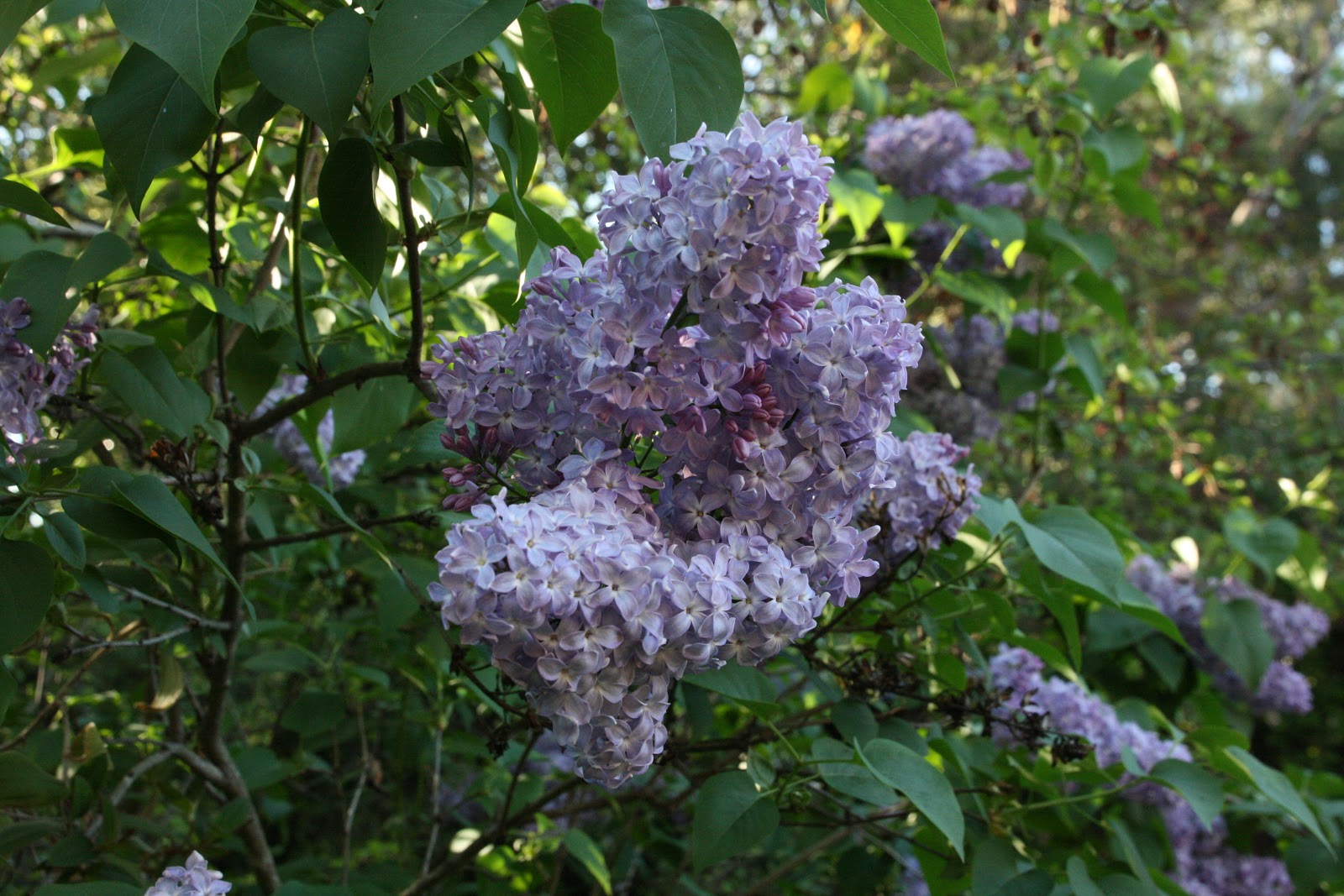 Gardening In Pennsylvania Syringa Vulgaris Common Lilac