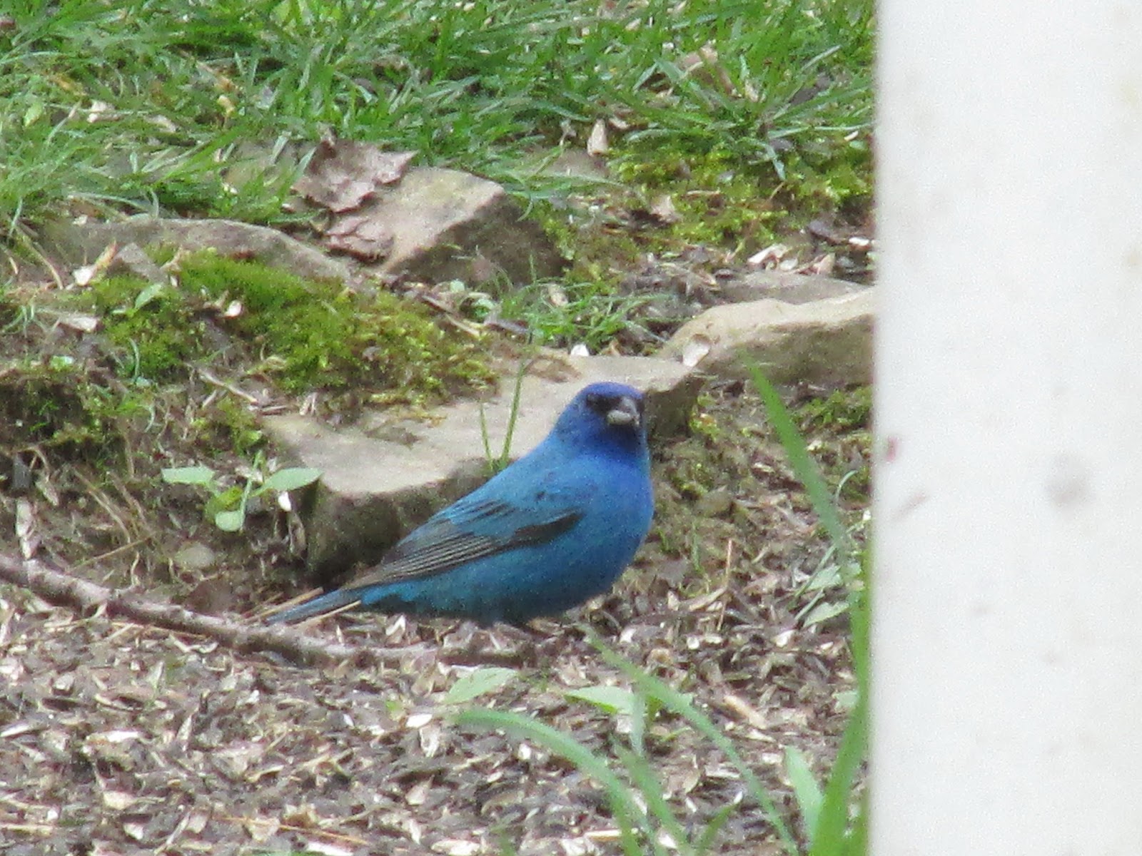 grandma pearl s backporch how do birds get their colors grandma pearl s backporch how do birds get their colors