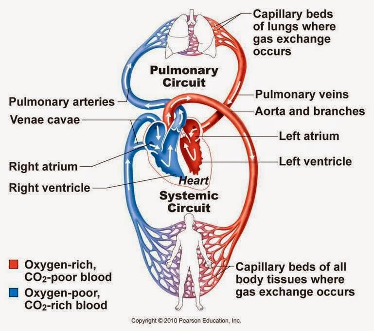 SCIENCE AT SCHOOL BIOLOGY 6TH GRADE