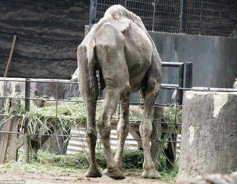 Kematian hewan di Kebun Binatang Surabaya Kematian hewan di Kebun Binatang Surabaya