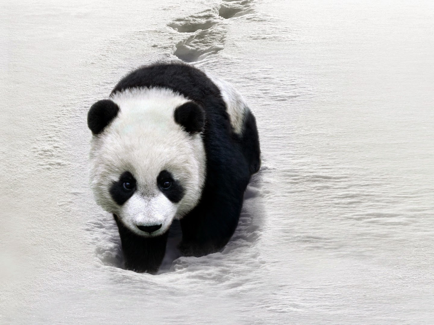 Gambar Dan Foto Lucu Panda Serta Asal Usul Panda Gambar Dan Foto Lucu Panda Serta Asal Usul Panda