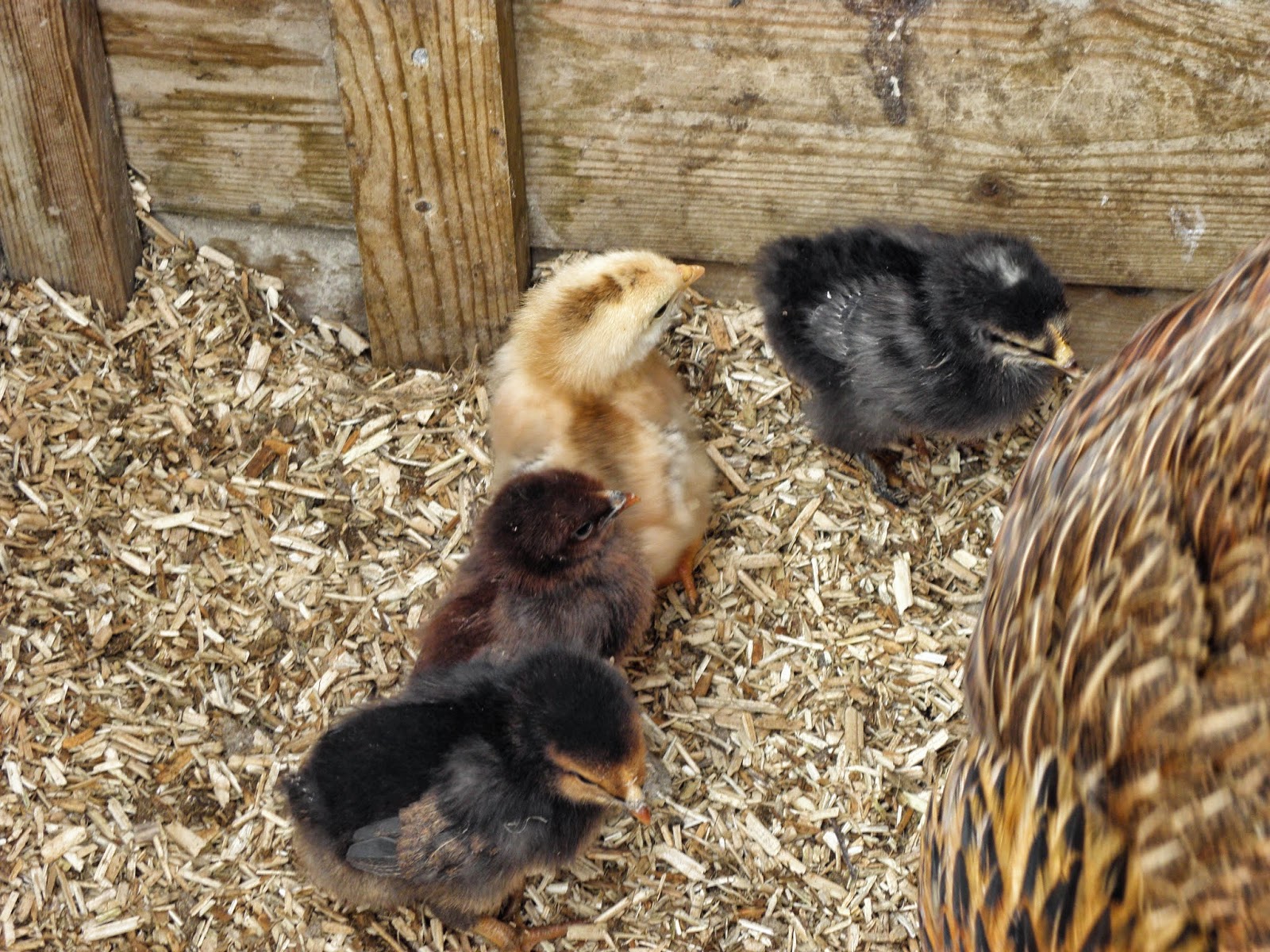 Flyte so Fancy HempBed-E Bedding for Chickens