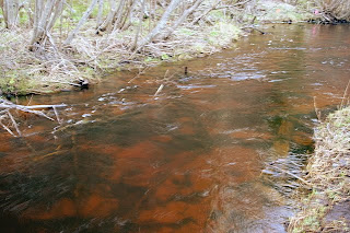 Biscuit Creek Biscuit Creek