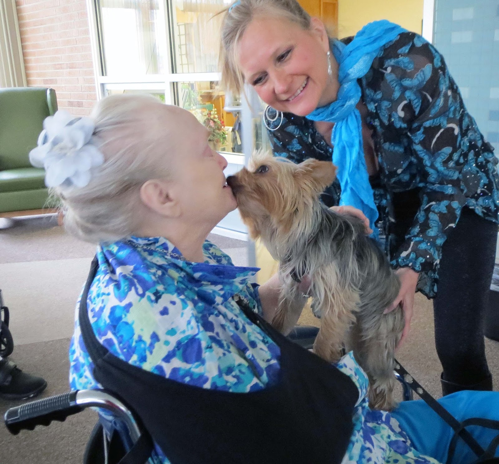 therapy dogs for sale small therapy dogs for sale images therapy dogs for sale small therapy dogs for sale images