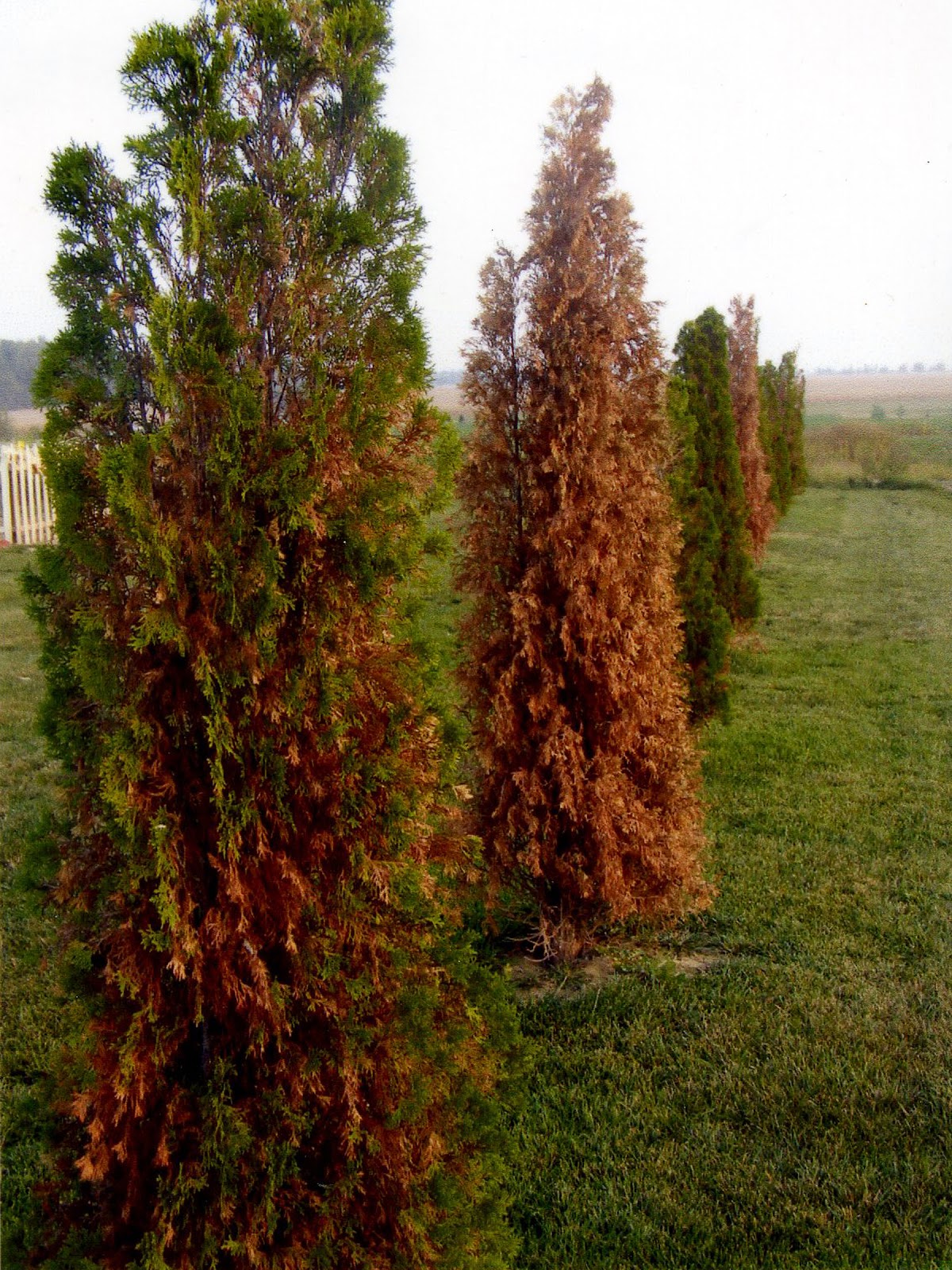 Master Gardener Volunteer Program Rock Prairie Association A resource