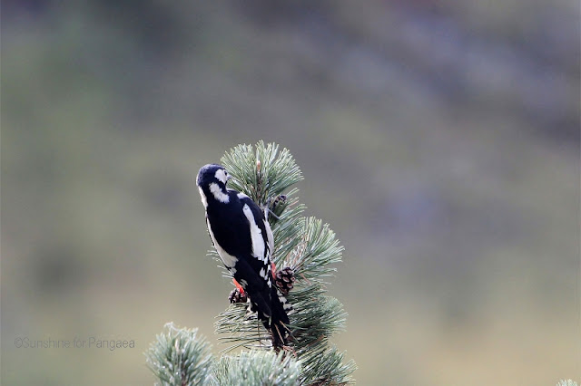 Great Spotted Woodpecker in the Val Trupchun Buntspecht im Schweizer Nationalpark