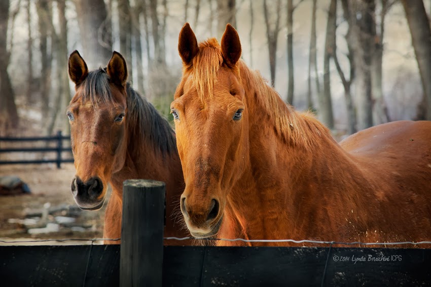 Horse photo 2014 © Lynda Bruschini-IGPC