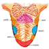 Mulut : Saluran Pencernaan Manusia thumbnail