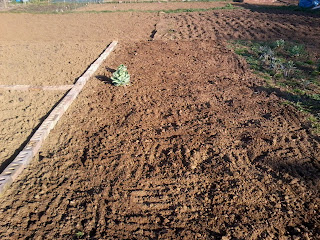 freshly weeded allotment