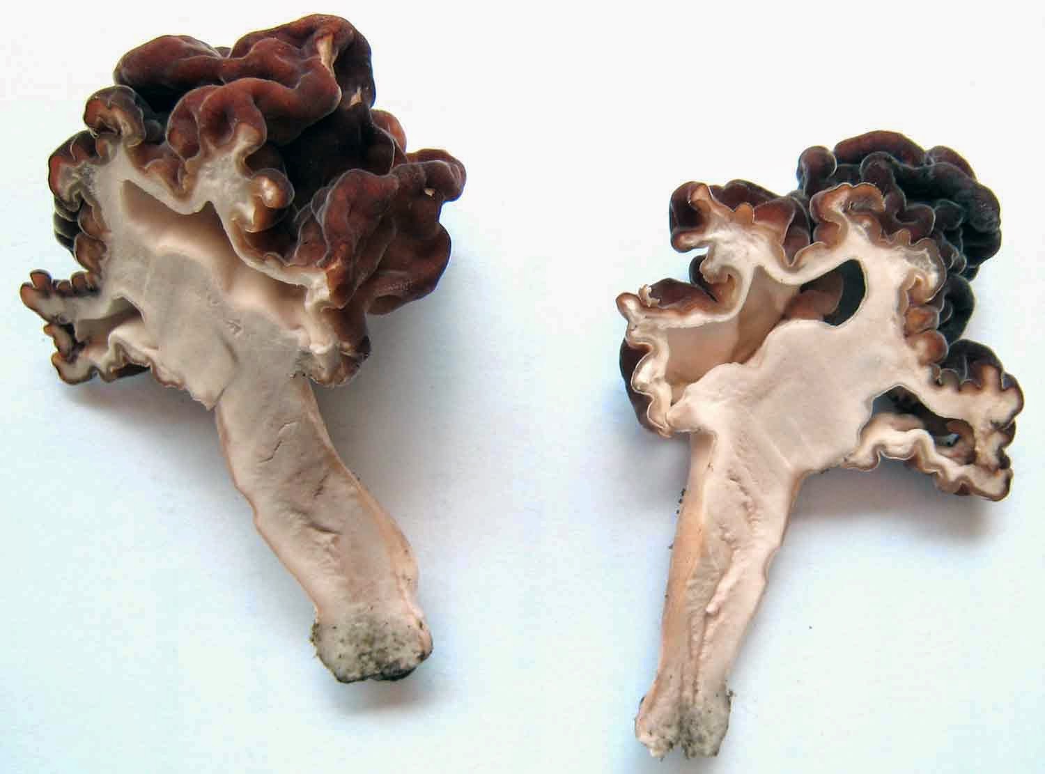 Weird and Wonderful Wild Mushrooms Gyromitra esculenta and Gyromitra