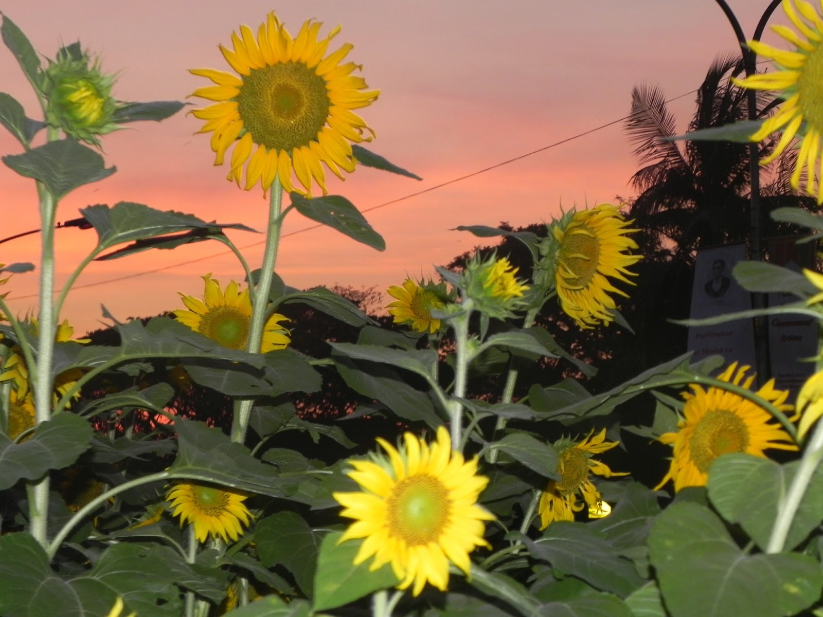 World In My Thoughts Sunflower of UP Diliman