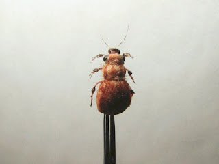 The Foam June Beetle Bug.