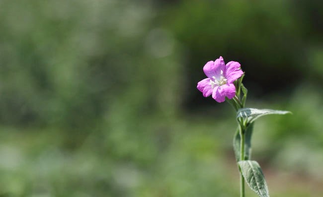 Great Willowherb Flowers Pictures Great Willowherb Flowers Pictures